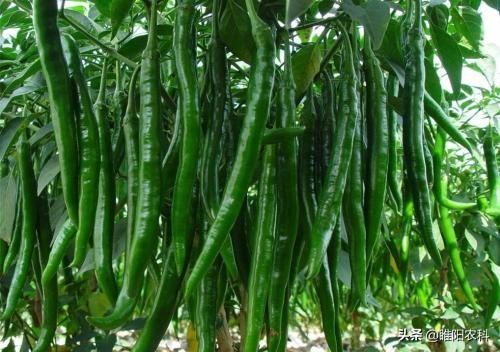 鈥滅⒊鑲モ€濆埌搴曟槸浠€涔堣偉锛屽浣滅墿鏈変粈涔堜綔鐢紝濡備綍浣跨敤