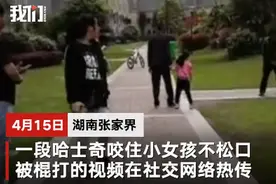 小区物业打死咬伤女孩哈士奇：狗主人仍未找到图片