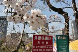 刚毕业不久，想来日本做软件行业怎么办？图片