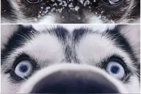 论哈士奇与阿拉斯加最直观的区别，没有对比就没有伤害图片