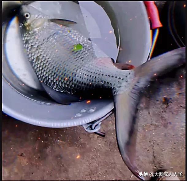 学会配钓鱼小药，从此不在空军。