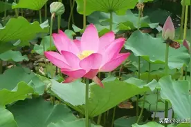每日一花（荷花）图片