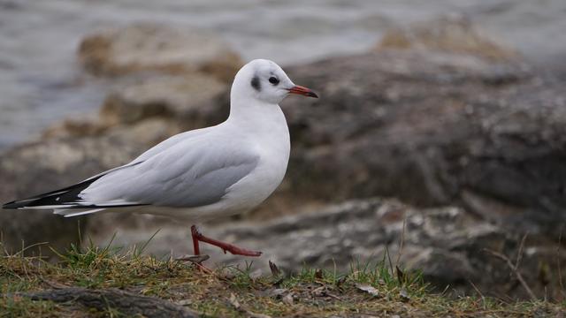 高中生物：易错易混知识点对比，搞懂别再错啦