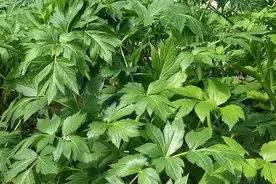 明日叶你认识吗？它被称为“抗癌神草”，药食两用，农村随处可见图片