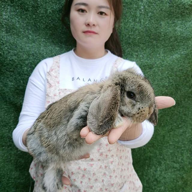 浅谈春天养兔注意事项