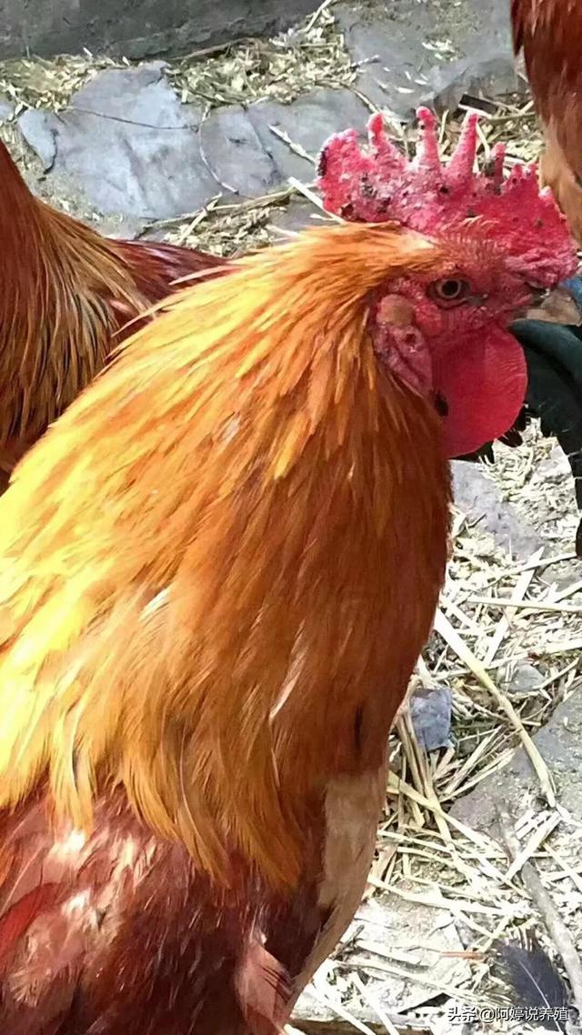 鸡皮肤突然冒出几个痘痘