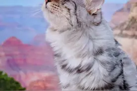 毛量爆棚！这只猫咪简直就是行走的鸡毛掸子图片