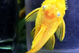 清道夫在中国泛滥成灾，但是为什么没人吃？图片