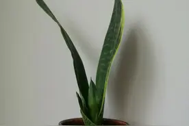 虎皮兰盆栽长出来了很多小芽崽，高温的夏季可以分株吗？图片