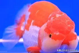 金鱼有病可咋整？根本不用愁！本篇提供金鱼有病的应对治疗方法图片