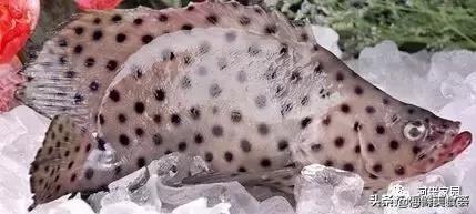 本港海鲜和外港区别 2026年本港海鲜和外港区别大吗