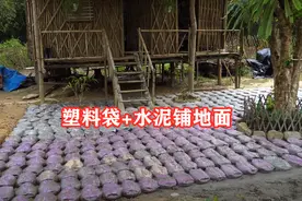 自己动手捯饬院子，塑料袋里灌水泥，铺满整个地面，比青石板结实图片