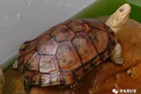 小苗比种龟还贵，这又是什么龟？图片