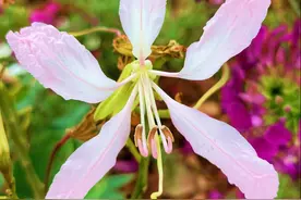 金行博览：紫荆花相似植物-粉白花羊蹄甲图片
