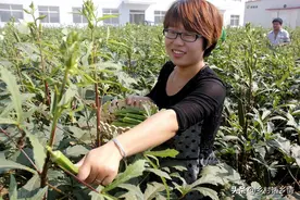 种植这种水果秋葵，三年连续亩收益3万元，市场畅销品种图片