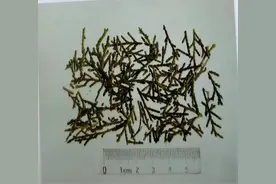 侧柏叶洗头绝了？来看看它有什么功效与作用！图片