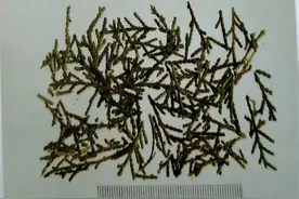 侧柏叶洗头绝了？来看看它有什么功效与作用！图片