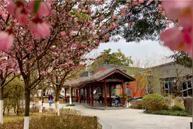 高新花事|又到赏花季，铁像寺水街的垂丝海棠开好了！图片