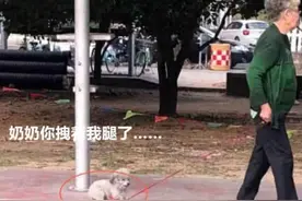 奶奶“佛系”遛泰迪，看到狗子的眼神后：怎么办，我也很绝望图片