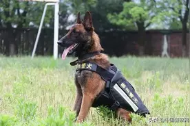 新时代警犬工作的挑战与出路图片