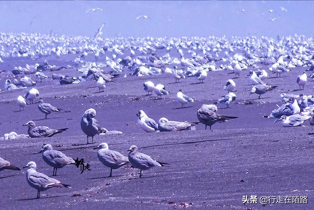 沙漠之战：三国为鸟粪战死3万士兵，战败国直接变成内陆国