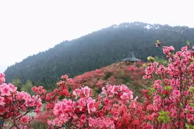 万亩花海美色炸裂！今天，磐安人的朋友圈被杜鹃花刷爆图片