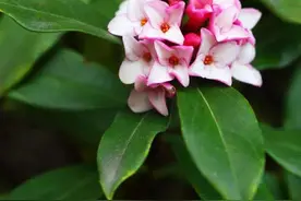 金边瑞香开花结束后的养护方法，仅需3点，蹭蹭冒新芽图片