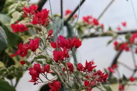 三角梅在冒花苞，别碰3个“坑”，花苞不脱落，呼呼开不断图片