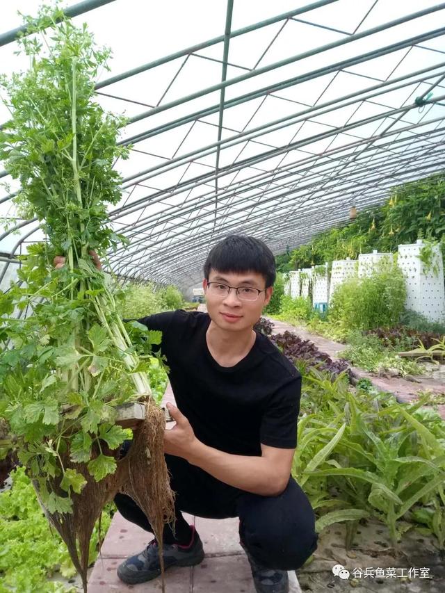 鱼菜共生植物缺素新认知