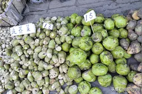 东北秋菜市场，撇了，卜留克，穿地龙，姜不辣等蔬菜名字很魔性图片