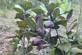 我的童年-零食篇之一：山捻子图片