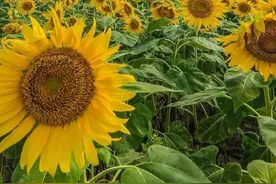 唯美壁纸｜做一朵向日葵，面朝太阳，心纳​阳光图片