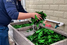 农村小伙自制纯天然绿色茶叶 比高级茶叶好喝又香又甘甜视频封面