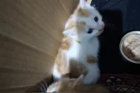 流浪猫点点的故事图片