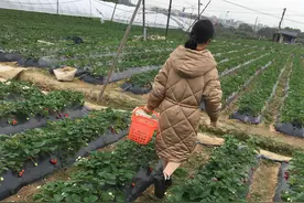 最贵的草莓——自摘草莓的套路图片