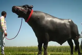 印度神牛身价过2亿，配一次种需5万，临睡还要喝一瓶威士忌图片