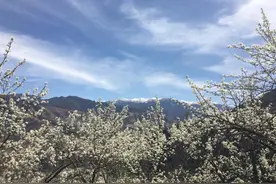 9个春天成都周边赏花自驾游路线推荐图片