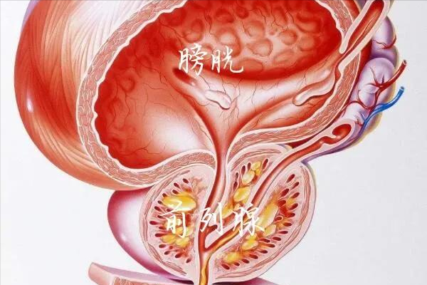 前列腺是什么样子的，它位于男性哪个部位？