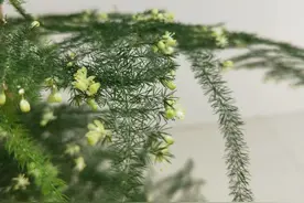 九月养文竹，给它做“三减法”，新枝新笋一起长，养成繁花小盆景图片