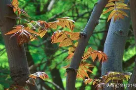 在农村随手扔的香椿树皮作用大，懂的人视若珍宝图片