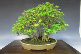 爱木盆景I 60年树龄的枫树小丛林，非常容易入手的盆景形式图片