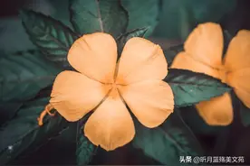 深爱过一个人，一生都忘不掉图片