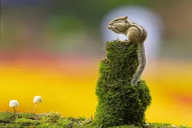 又想起老式面包图片