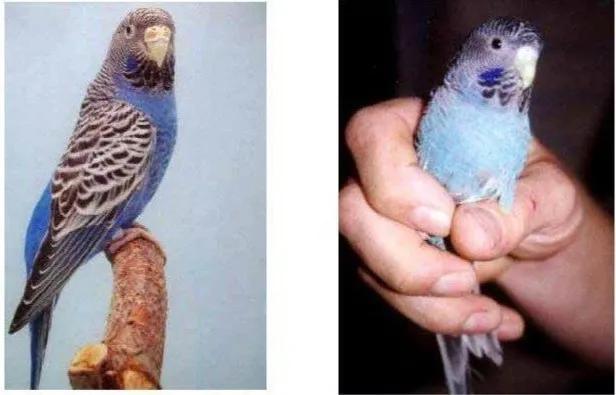 黄绿鱼鳞鹦鹉