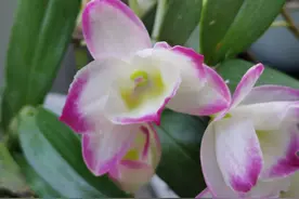 今天我家花花全开啦图片