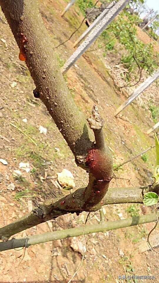 中医农业—中草药制剂（植物源农药）为什么能防治作物疑难病害