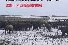 美国肉牛育肥模式的致命弱点——群体性“亚酸中毒”状态图片