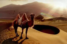 一匹骆驼的乡愁图片