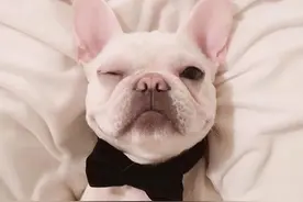 狗有偏心眼，对待真正的主人，行为上有很大的不同图片