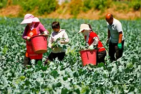 西兰花成熟时 菜农一天劳作十几个小时收割图片